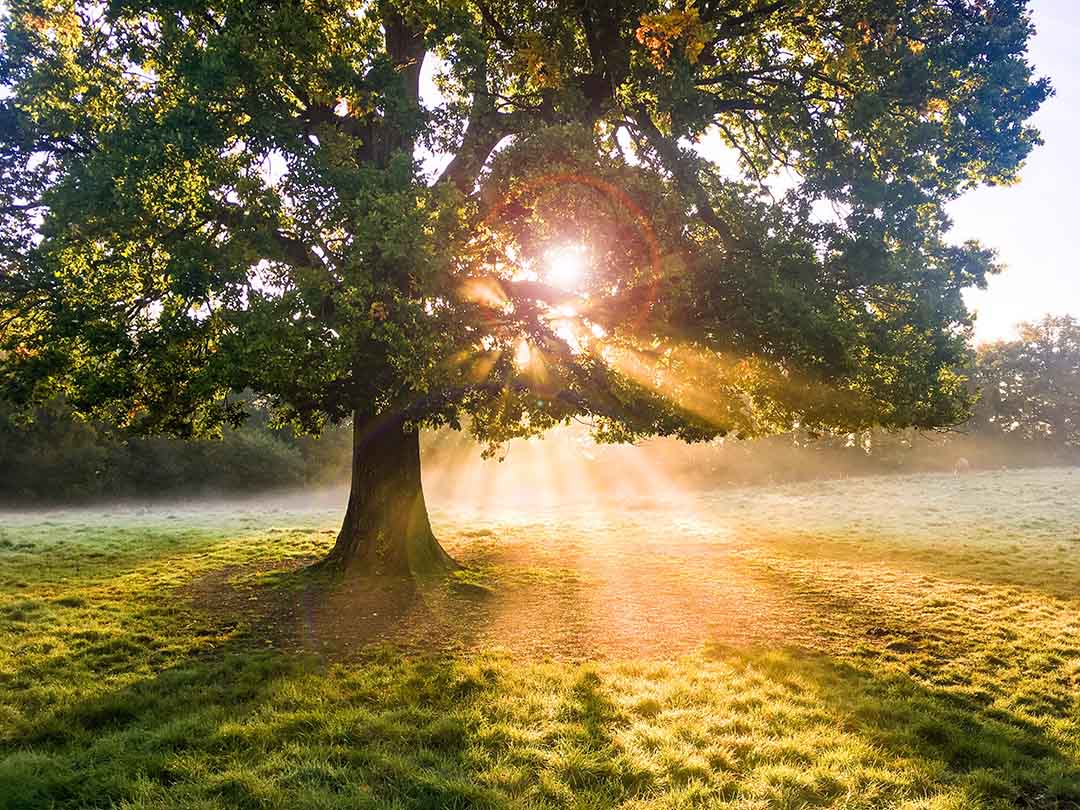 a mighty oak at sunrise