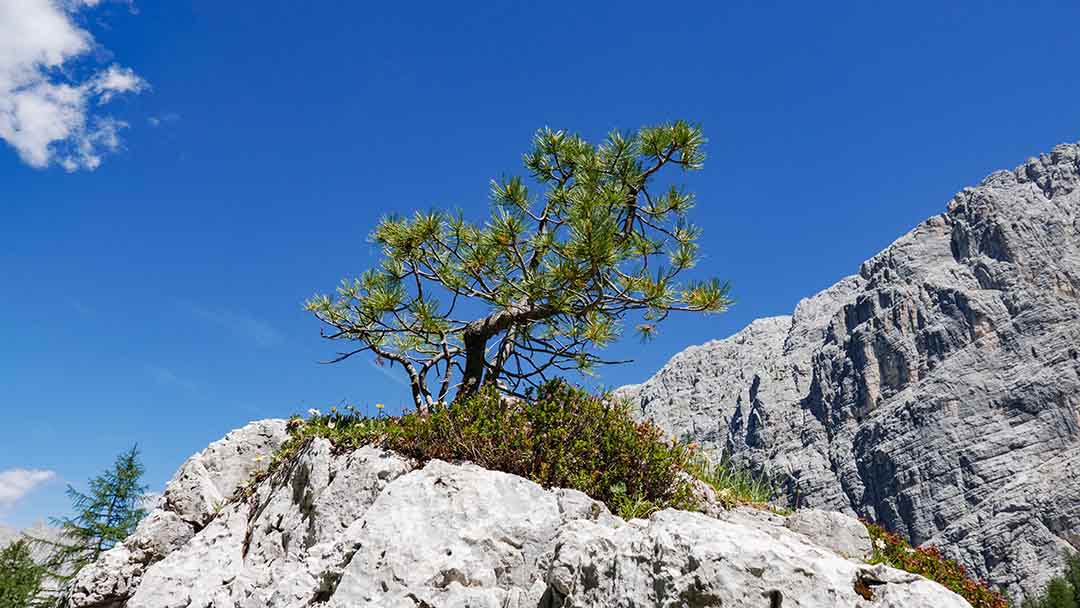 A tree growing on a rock