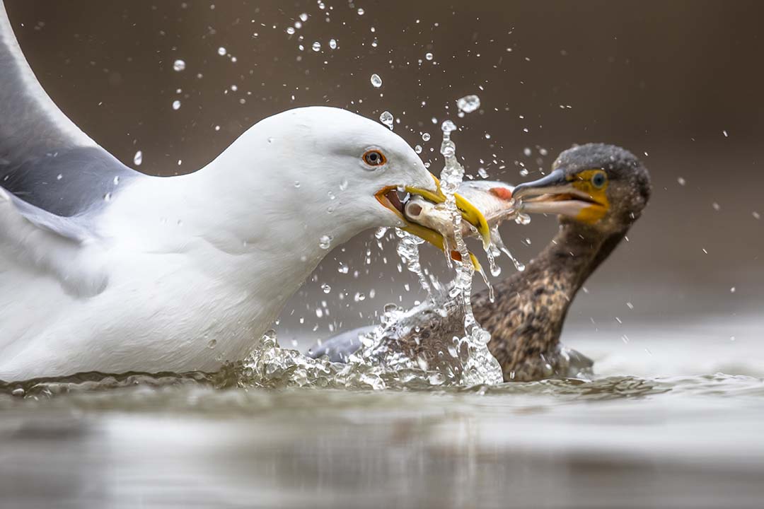 two seabirds fighting over food