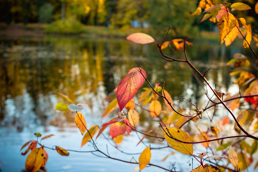 colourful leaves over a lake