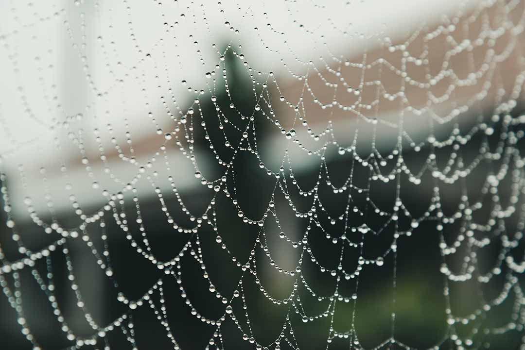 a blurred shape behind a spiders web