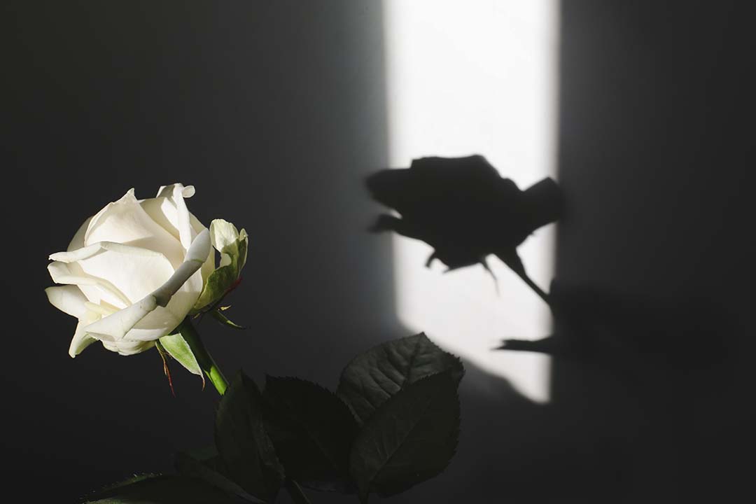 white rose and it's shadow