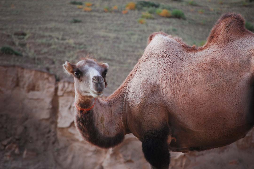 camel in a field