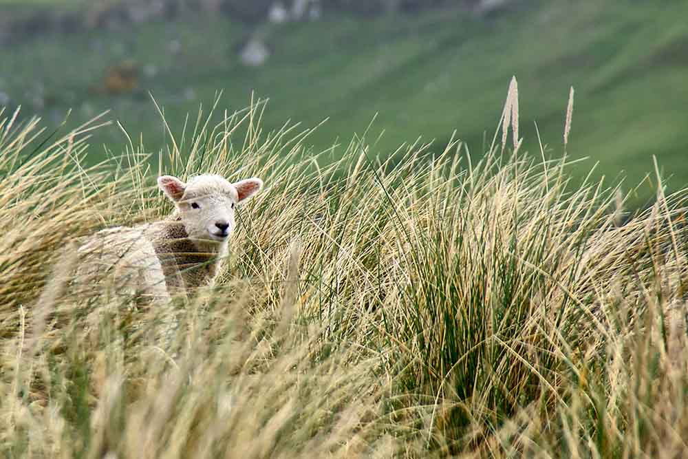 small-lamb-lost-in-long-grass