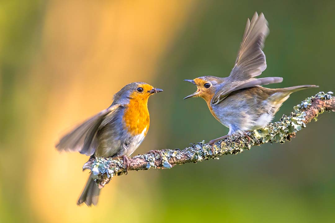 Robin parent caring for young