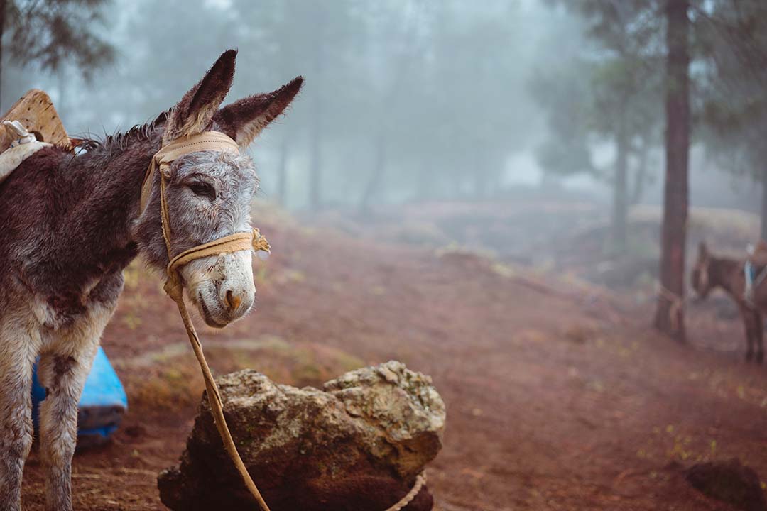 donkey-waiting-for-work