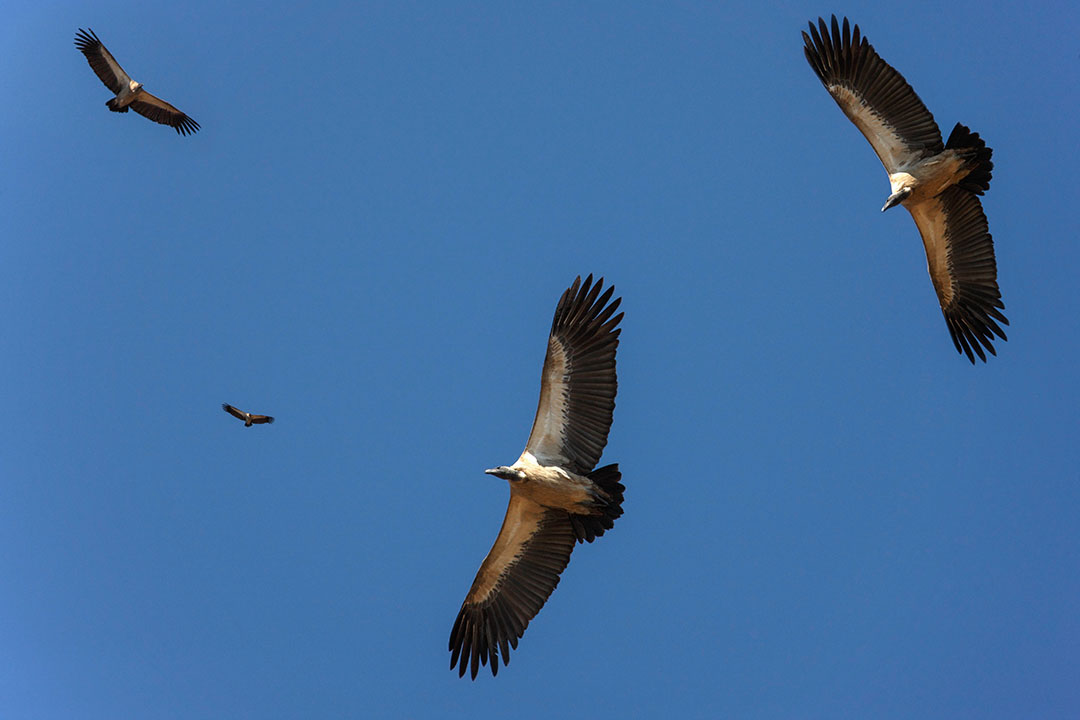 vultures circling above in the sky